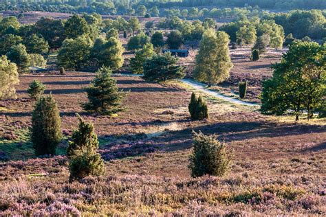 bluehende heide foto bild landschaft heide lueneburger heide bilder auf fotocommunity