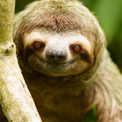 Sloth Man Youtube