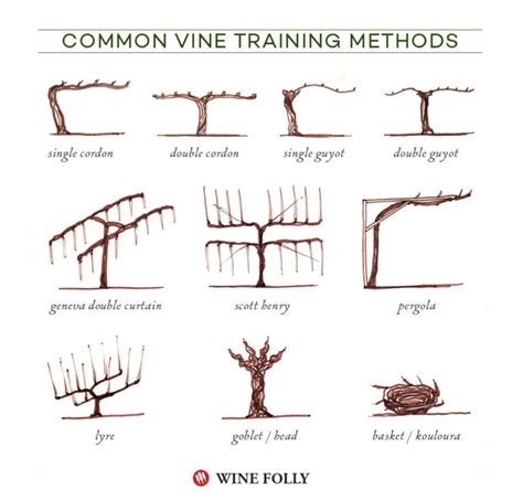 illustrated grape vine training methods wine folly