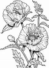 Poppy Coloring Pages Flower Poppies Drawing Colouring Flowers Drawings Color Printable Realistic Outline California Sheets Bestcoloringpagesforkids Adult Kids Line Beautiful sketch template