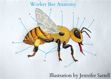 anatomy   worker bee keeping backyard bees