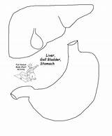 Stomach Organs Human Body Life Drawing Print Printable Cut Size Coloring Science Anatomy Preschool Activity Sized Kids Teaching Child Getdrawings sketch template