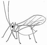 Aphid Insect Drawing Biology Coloring Winged Insects Drawings Aphids Biological Pages Bugs Control Getting Resources Rid Embroidery Greenfly Hand Patterns sketch template