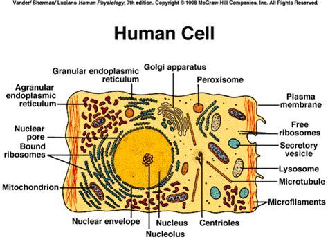 human cell showing   structure   cell genetics