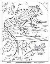 Lizard Coloring Pages Basilisk Colouring Adults Para Kids Creepers Crawly Colorear Lizards Animals Color Book Two Animal Sheets Reptiles Potter sketch template