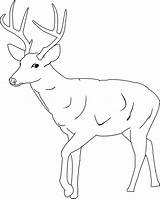 Deer Coloring Pages Template Tailed Printable Baby Cute Buck Whitetail Antlers Kids Drawing Clipart Animal Antler Color Print Templates Mule sketch template