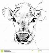 Cow Kuh Cows Zeichnung Mucca Malen Milchkuh Schizzo Matita Latte Zeichnungen Realistic Bleistiftskizze Kühe Hea Dairy Calf Schets Kuhe Sketching sketch template