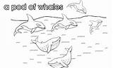 Collective Nouns Coloring Whale Pod Colouring Pages Template sketch template