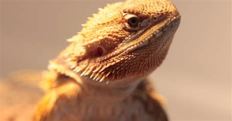 stock photo  bearded dragon lizard pet