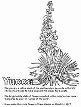 Mexico Yucca Coloring Flower Pages Ws State Flowers Printable Geography Kidzone Activities Cactus Choose Board Little sketch template