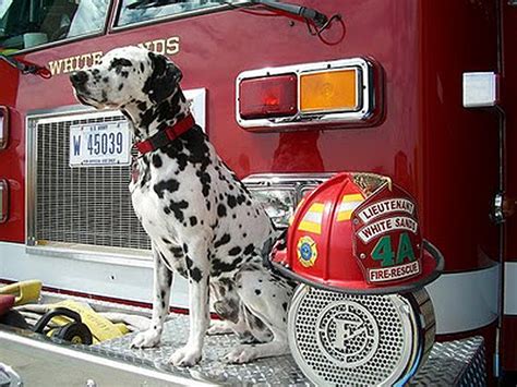 dogs  jobs dalmatians   fire department baby animal zoo