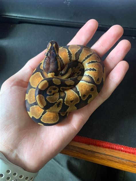 baby ball python snakes