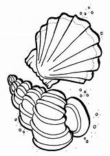 Ausmalbilder Ozean Shells Ausmalbild Seashells sketch template
