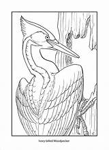Woodpecker Billed Coloringbay Blast sketch template