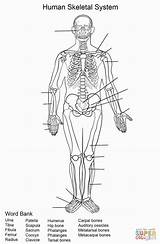 Skeletal Umano Esqueletico Esquelético Ejercicio Humano Tenderness Imagui Supercoloring sketch template