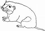 Gopher Coloring sketch template