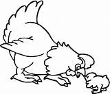 Ayam Mewarnai Belajar Binatang Sketsa Warnaigambartk sketch template