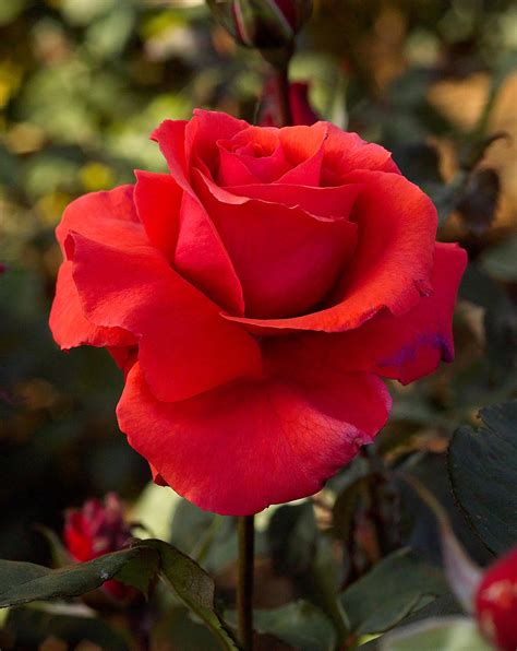 The Most Fragrant Roses For Your Garden Better Homes