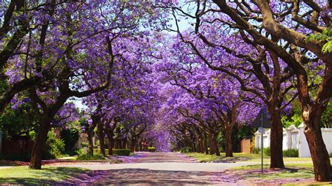 trees  bloom  gorgeous purple flowers