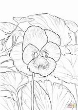 Coloring Pansy Pages Garden Flower Printable Drawing Violet Getdrawings Categories sketch template