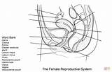 Reproductive Sistema Reproductor Femenino Feminino Reprodutor Ejercicio Urinary Riproduttivo Anatomia Supercoloring Maschile Pelvis Physiology Bladder Femminile sketch template