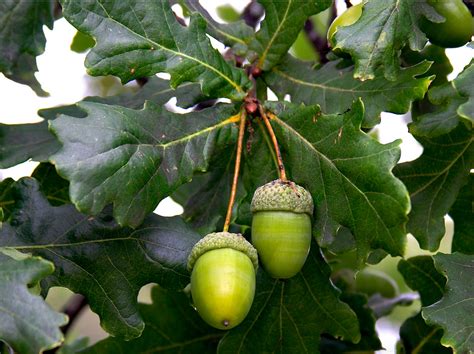 acorns  oaks british columbia continues  progress  oers