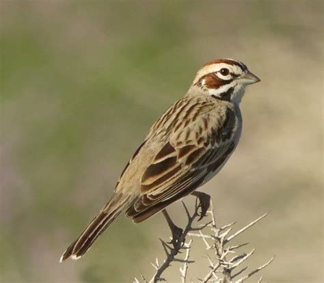 lark sparrow san diego bird spot