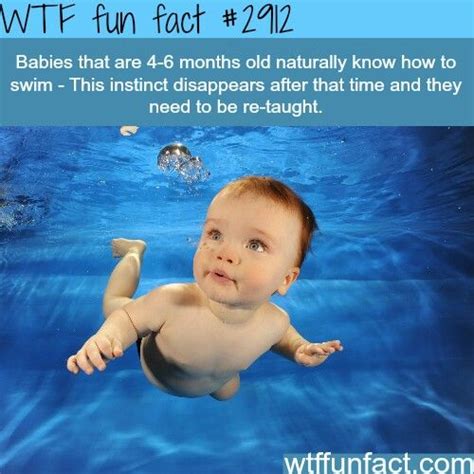 pin by pandabear c on wtf facts fun facts wtf fun
