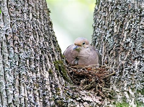 nestwatch mourning dove nestwatch