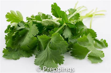 cilantro search  flavors find similar varieties  discover