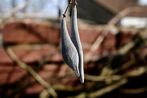 planting wisteria seed pods    plant wisteria seeds