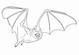 Coloring Bat Vampire Pages Drawing Fruit Common Bats Print Kids Realistic Sketch Color Printable sketch template