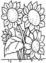 Sunflowers Coloring Kids Flowers Pages Color Borders Larger Print sketch template