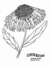 Coloring Wildflower Pages Comments Getdrawings Blanket Drawing Library Clipart Umatilla sketch template