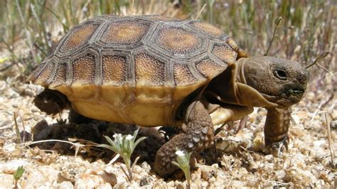 baby tortoise called baby tortoise desert tortoise