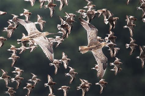 protect  birds  fly  farthest audubon  researchers overlaid maps