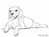 Hund Hunde Hunden Liegend Malvorlage Hundewelpen Malvorlagen sketch template