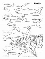 Shark Sharks Basking Getcolorings sketch template