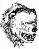 Bear Fierce Clipart Sketch Head Growling Drawing Clip Getdrawings Wildlife sketch template