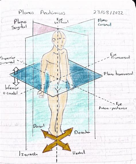 planos anatomicos del cuerpo humano apuntes de anatomia docsity