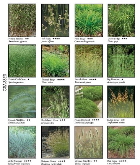 pin by andrea callow on breakfast ornamental grasses plants grasses