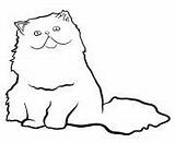 Cat Coloring Pages Persian Printable sketch template