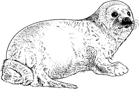 seal coloring pages  coloring pages  kids