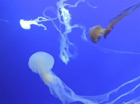 jellyfish phylum cnidaria cnidaria jellyfish