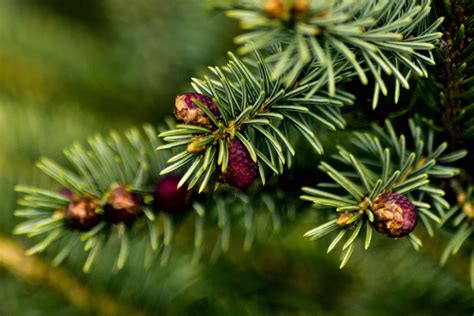 identify  common north american fir trees