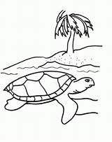 Tortoise Tortue Coloriages Animaux Coloring4free Coloriage Coloringhome sketch template