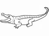 Crocodile Nile Hewan Mewarnai Buas Clipartmag Binatang sketch template
