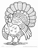 Turkey Coloring Drawing Pages Color Line Baby Wild Printable Easy Hand Template Thanksgiving Drawings Getcolorings Paintingvalley Clip sketch template