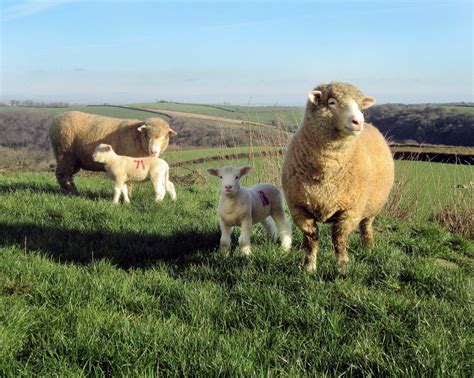 dorset heritage sheep reproduction