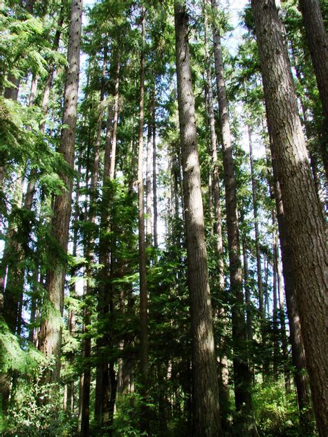 evergreen trees  forest  stock photo public domain pictures